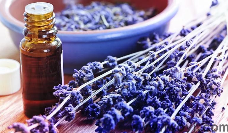 薰衣草精油2