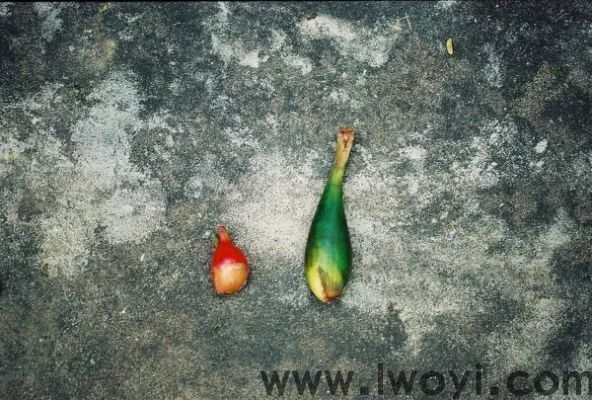 野生焕颜草籽精油