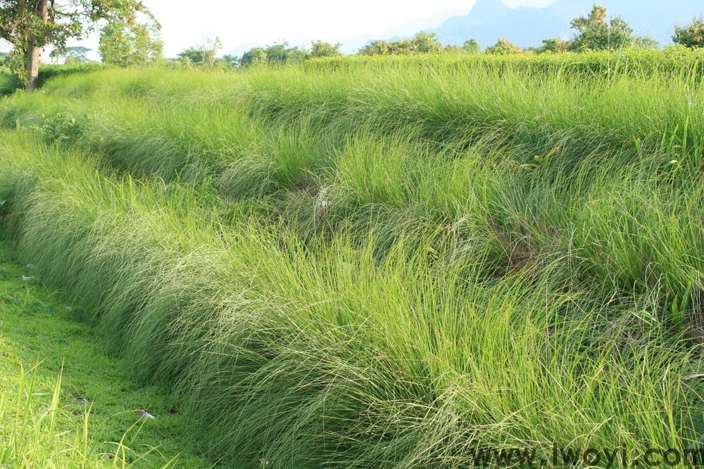 岩兰草精油 岩兰草精油