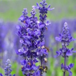 <strong>薰衣草精油的多种功效与简易用法</strong>