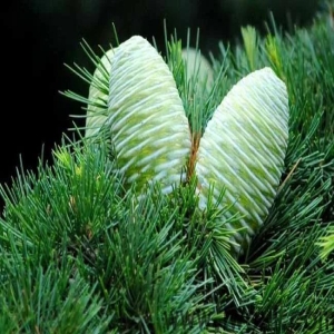 <strong>精油课堂 || 雪松精油的功效与作用</strong>