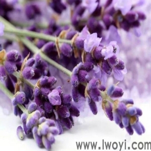 薰衣草精油：最受欢迎，使用范围广，功效多！