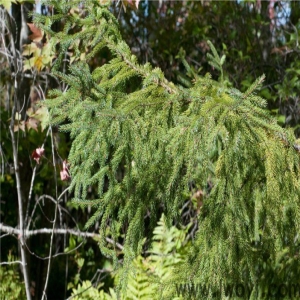 <strong>黑云杉精油的功效与作用</strong>